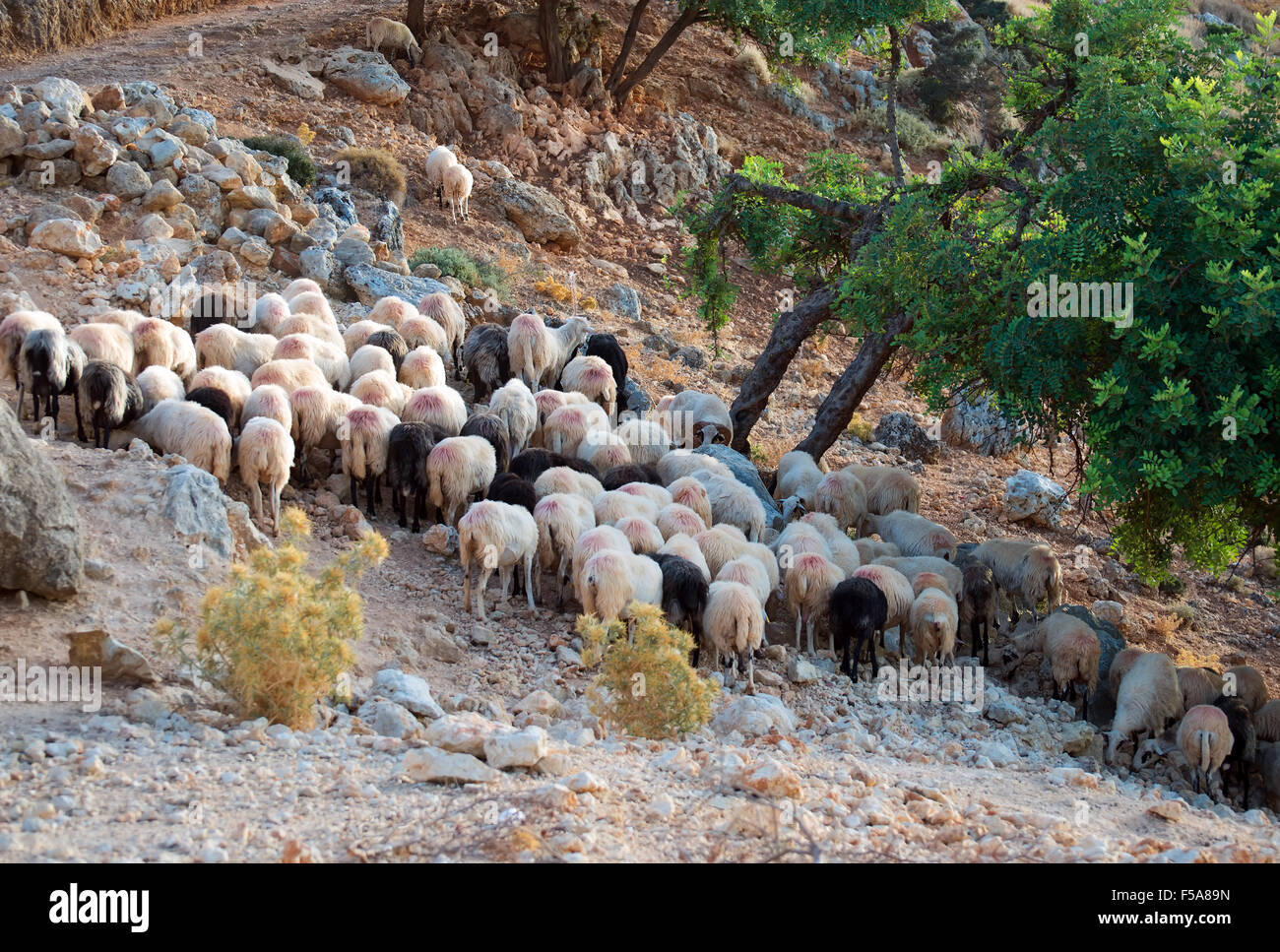 Sheep grazing in the mountains Stock Photo - Alamy