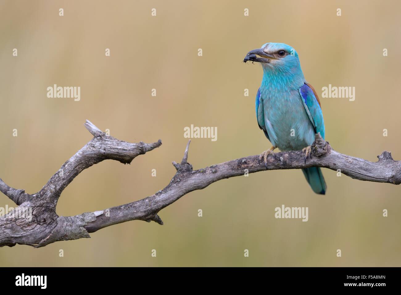 European roller (Coracias garrulus), perched with prey in beak, Kiskunság National Park, Hungary Stock Photo