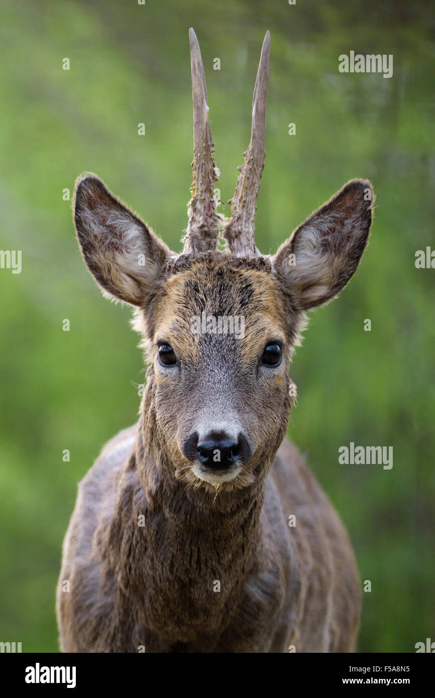Roe deer (Capreolus capreolus) roebuck with winter coat, portrait, Kiskunság National Park, Hungary Stock Photo