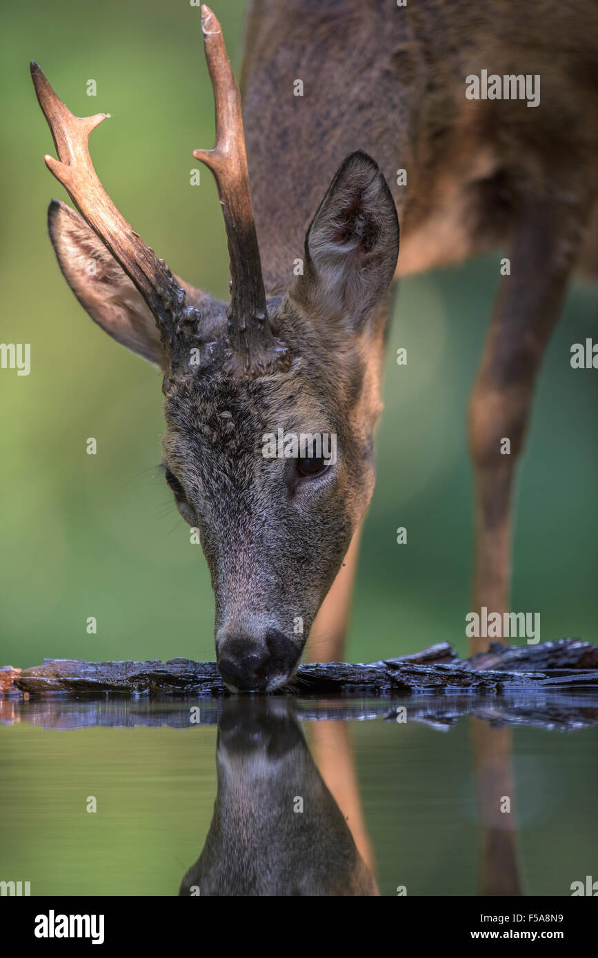 Deer drinking hires stock photography and images Alamy