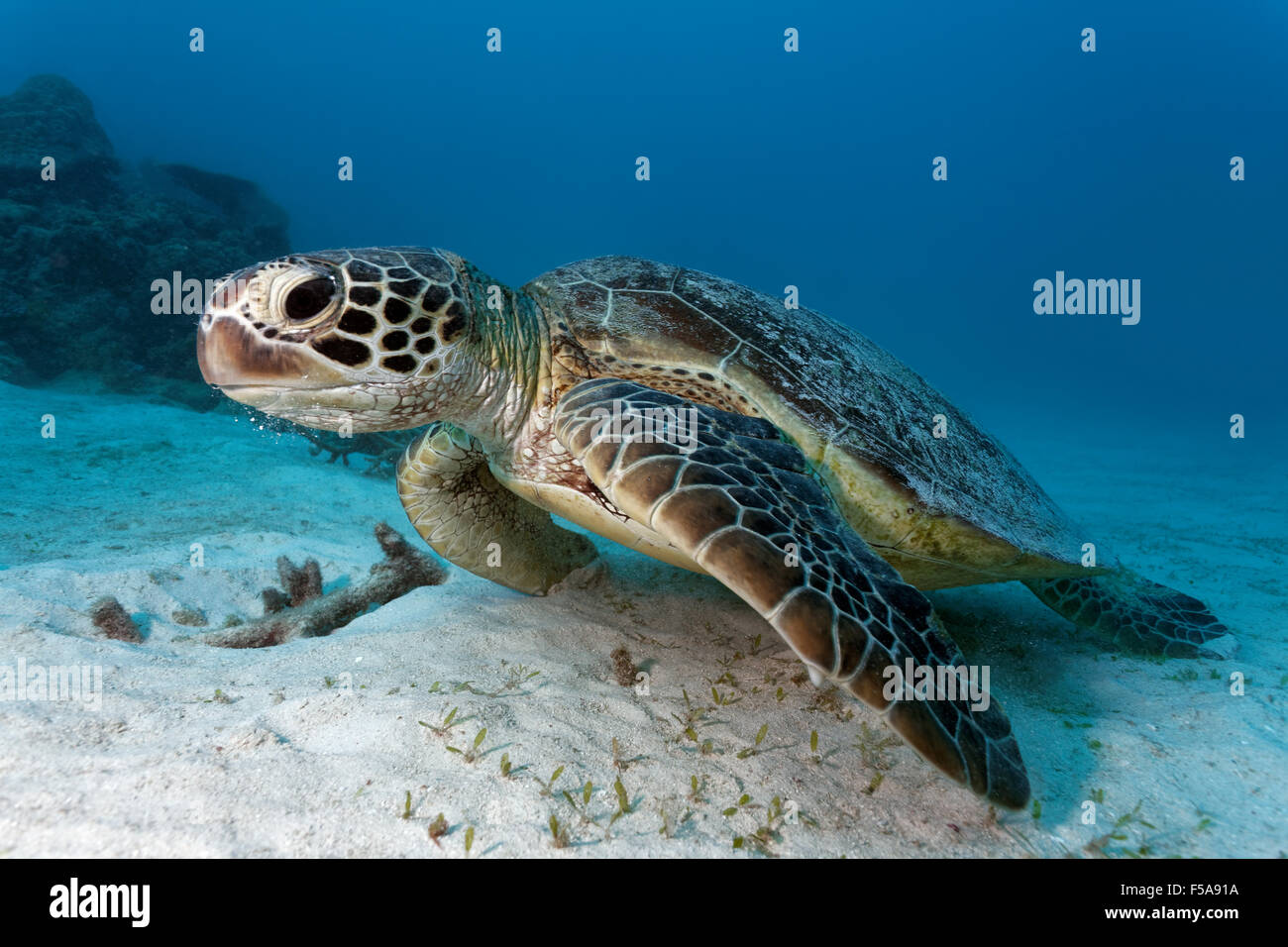 Green sea turtle (Chelonia mydas) on sandy seabed, Great Barrier Reef, UNESCO World Heritage Site, Pacific, Australia Stock Photo