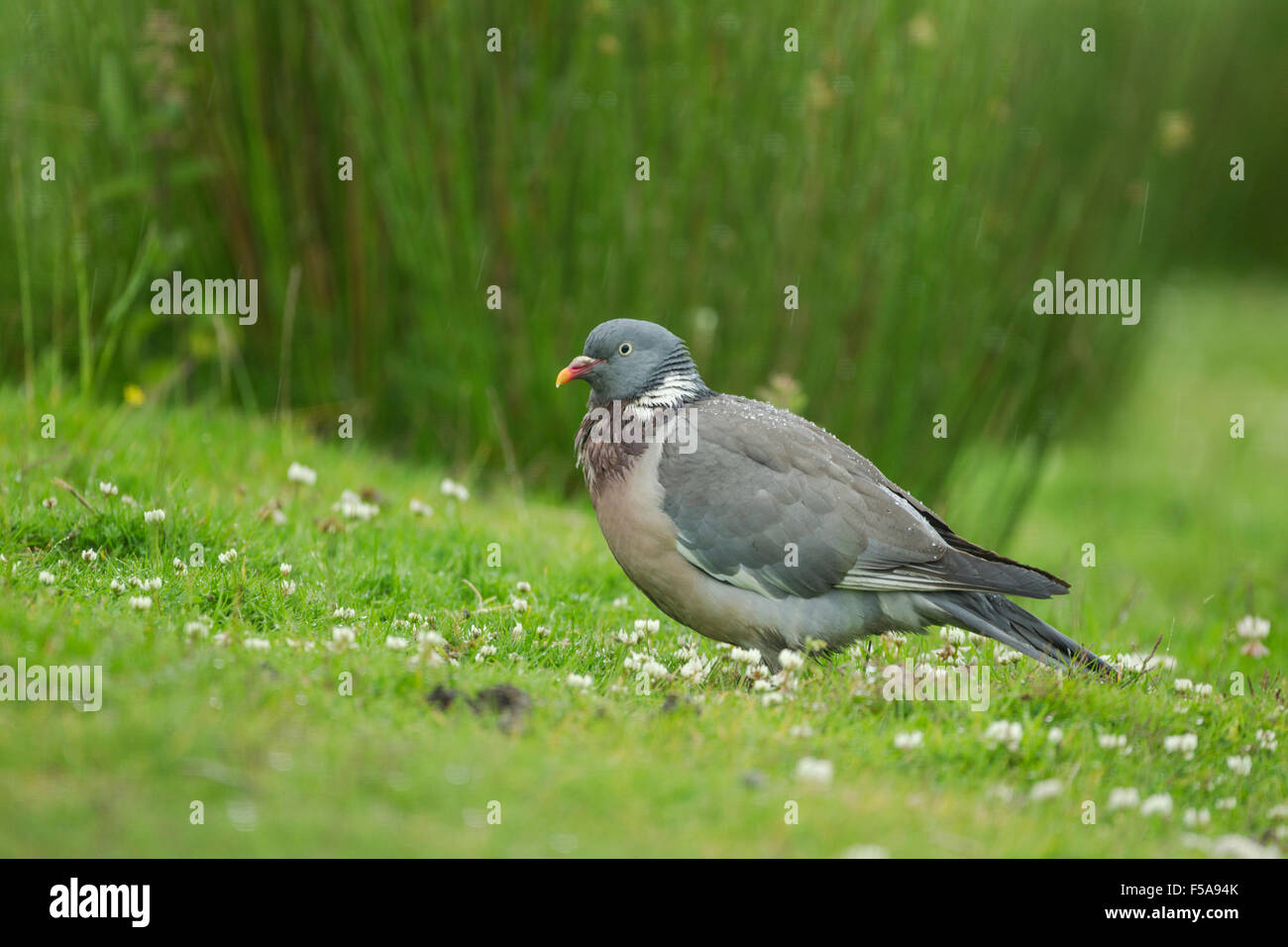 Woodpigeon, latin name Columba palunbus, standing on grass in rain Stock Photo