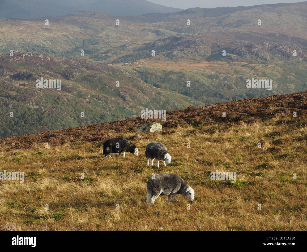 Herdwick sheep grazing on sunny rough grass fell above Borrowdale Cumbria Lake District with distant hills in background Stock Photo