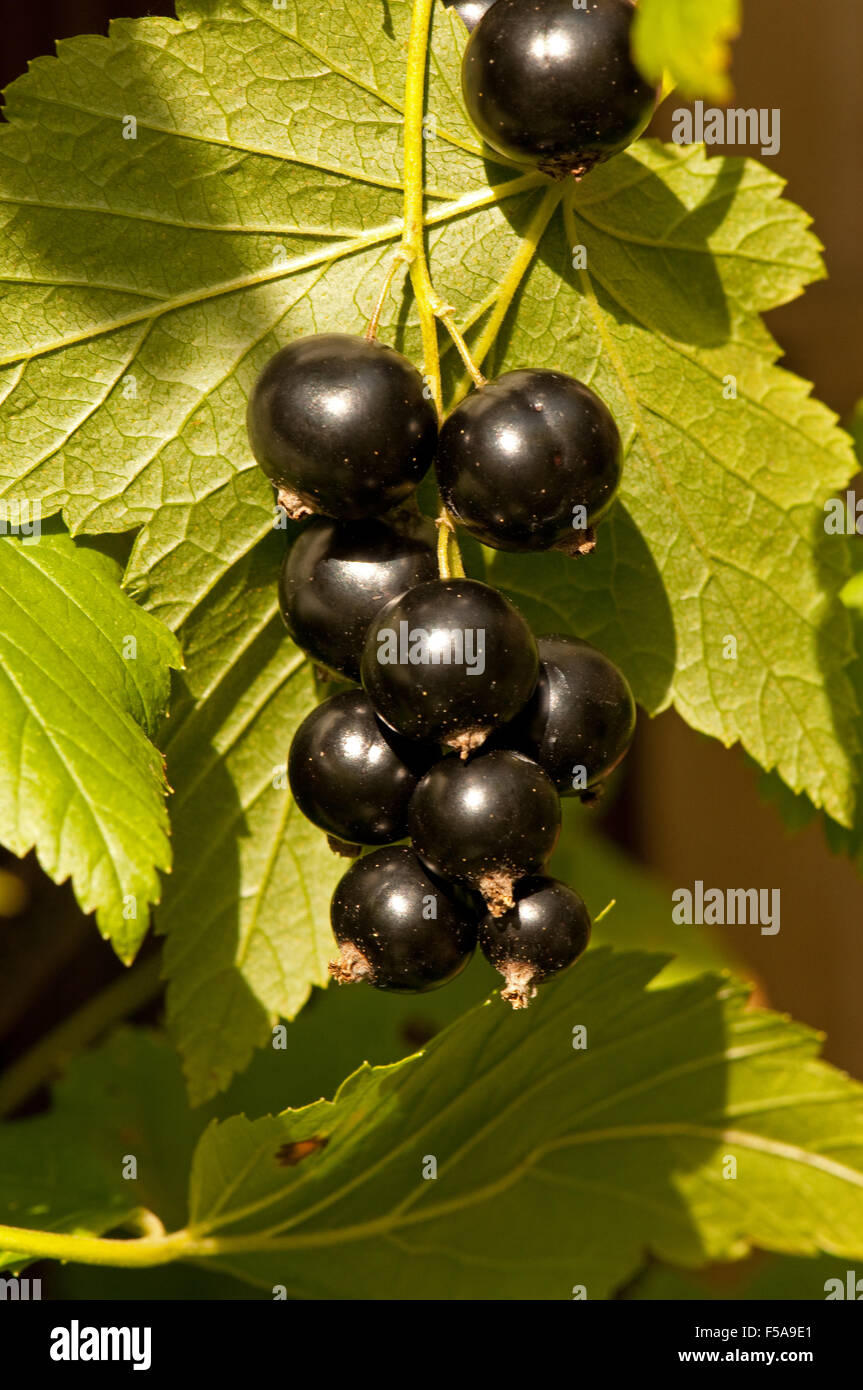Ripe Blackcurrant Berries on a Blackcurrant Bush Stock Photo