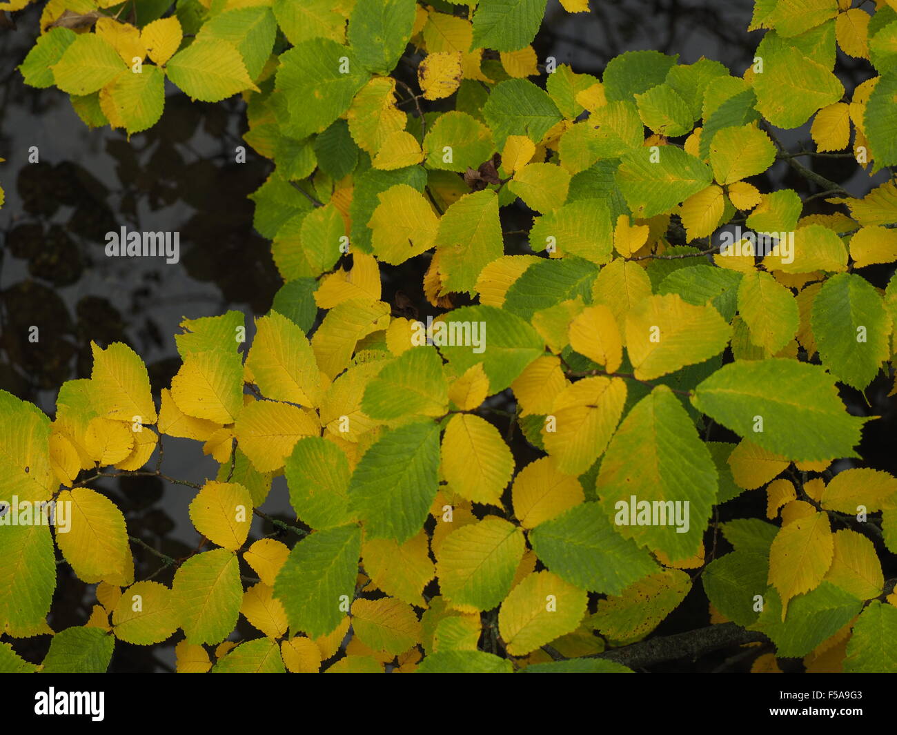 pattern of yellow and green elm leaves above slow water creating blue black reflections in an autumnal design Stock Photo