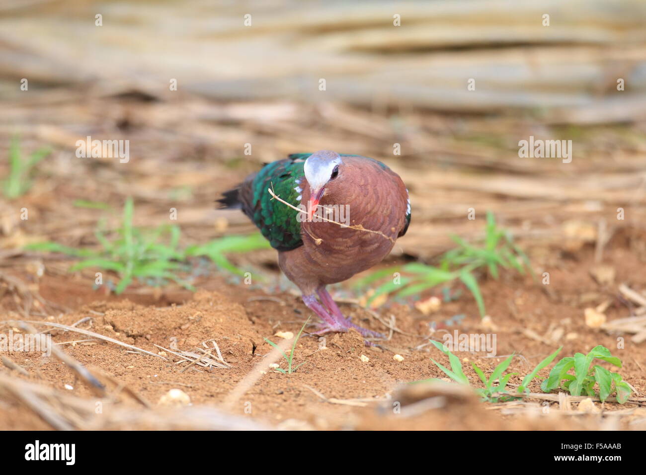 Emerald dove (Chalcophas indica) in Japan Stock Photo