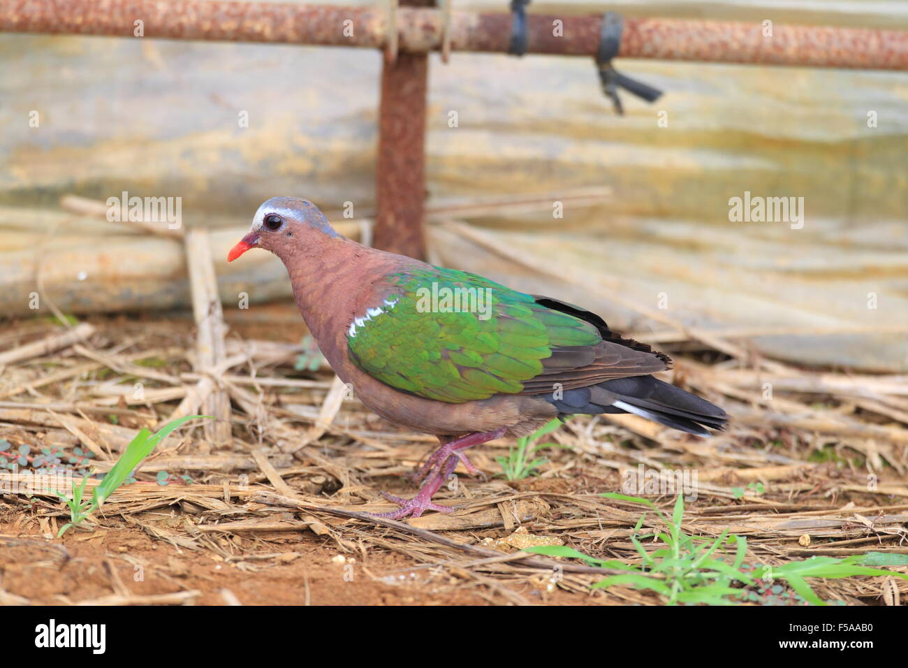 Emerald dove (Chalcophas indica) in Japan Stock Photo