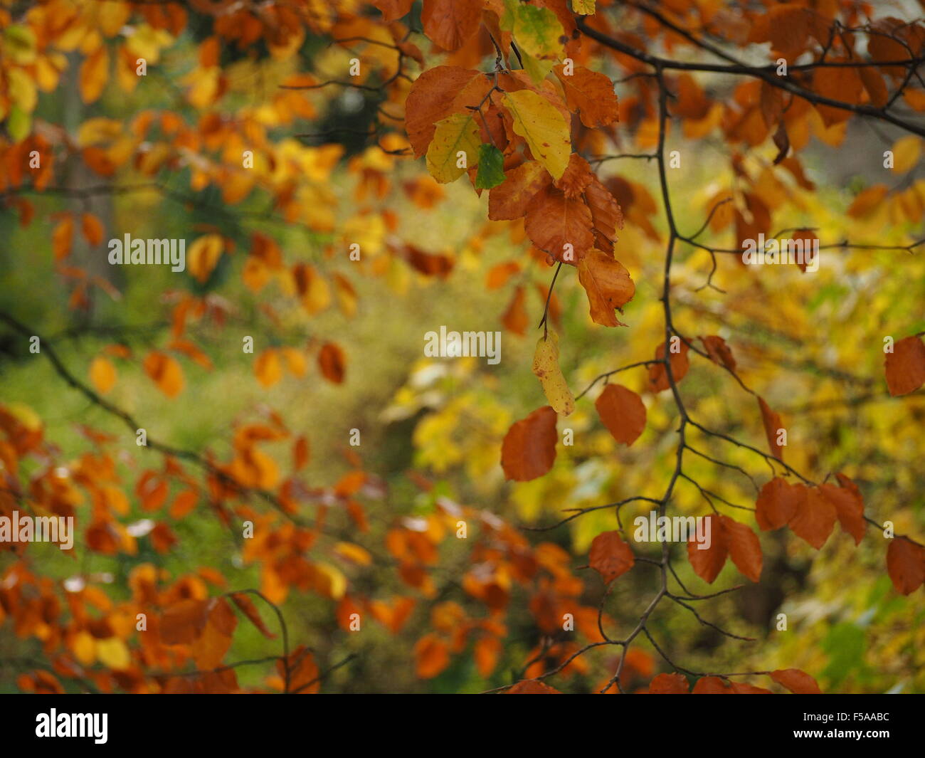 Golden and tan autumn leaves hi-res stock photography and images - Alamy