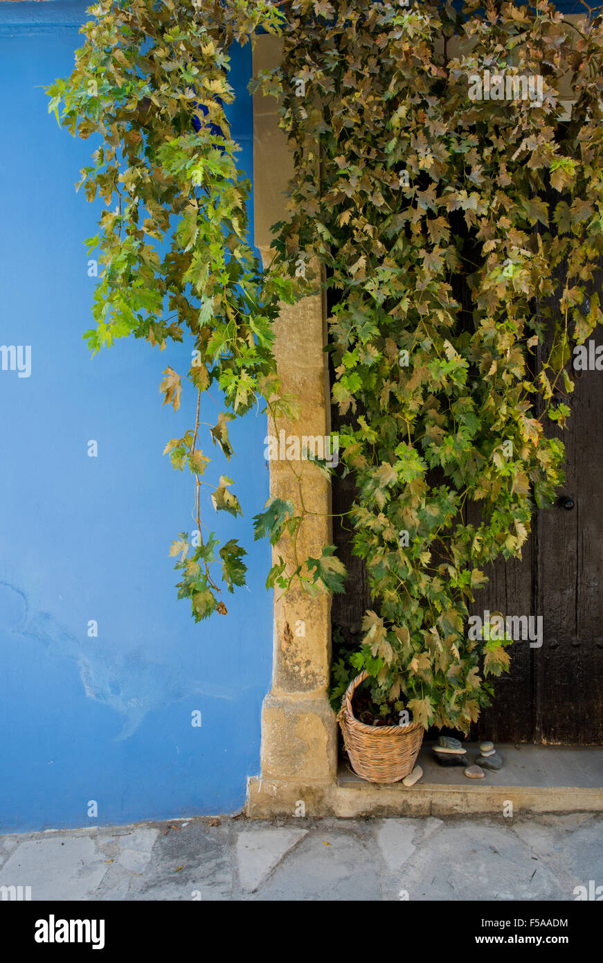 Green foliage covering a wooden door and a blue wall from a village in Cyprus Stock Photo