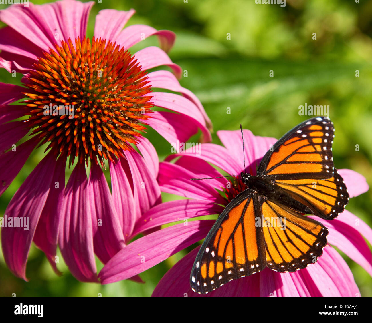 Butterfly on flower. Viceroy butterfly, Limenitis archippus, resting on colorful Echinacea flower with wings spread in sun. Stock Photo