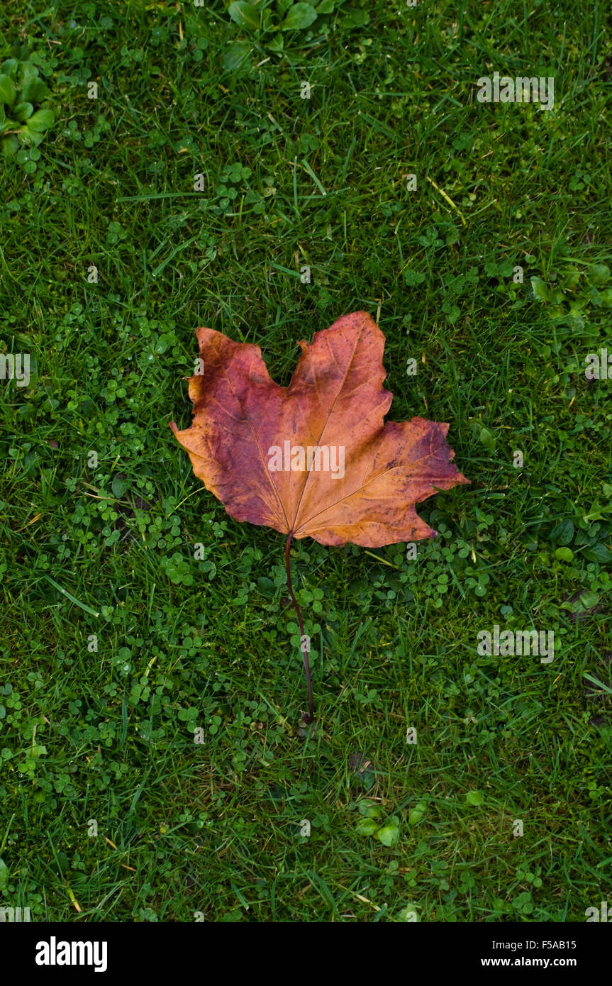 Autumn maple leaf lying on green grass Stock Photo - Alamy