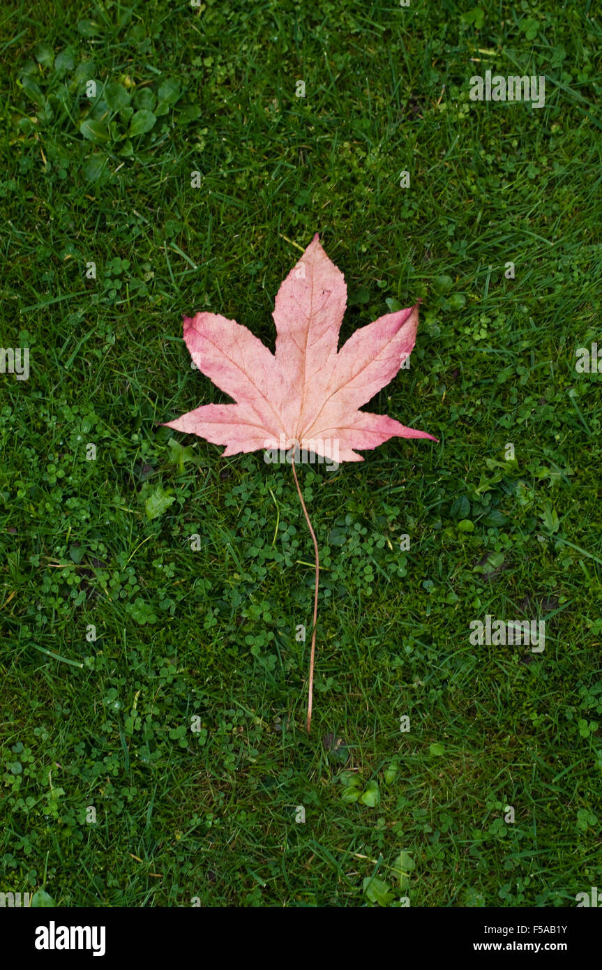 Autumn maple leaf lying on green grass Stock Photo - Alamy