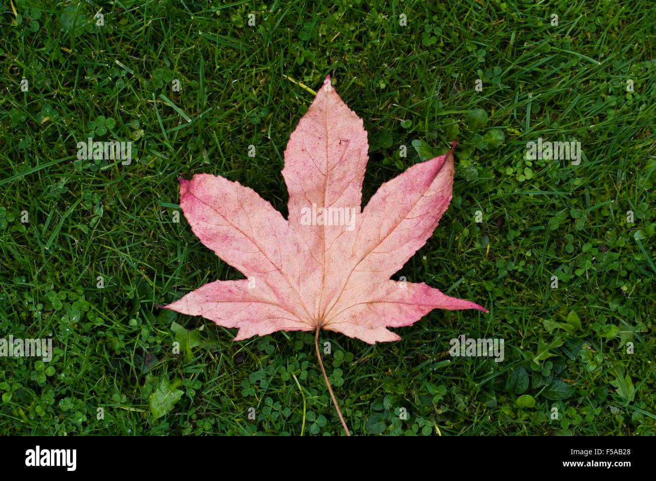 Autumn maple leaf lying on green grass Stock Photo - Alamy