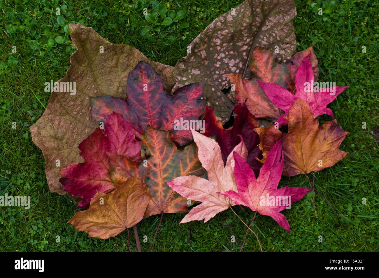 A collection of autumn leaves lying on green grass Stock Photo - Alamy