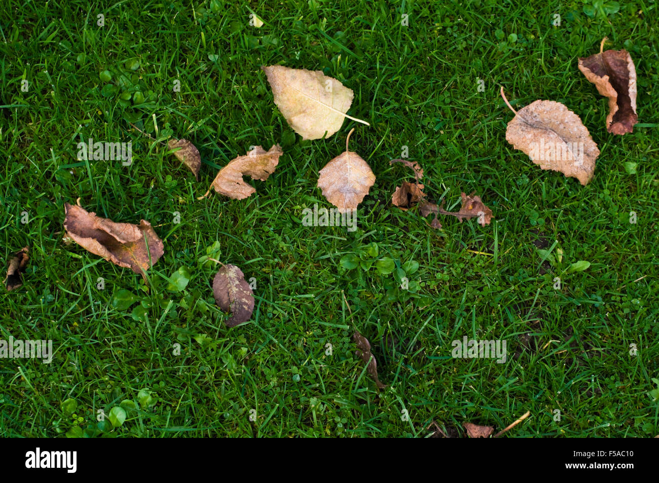 Fallen autumn leaves lying on green grass Stock Photo