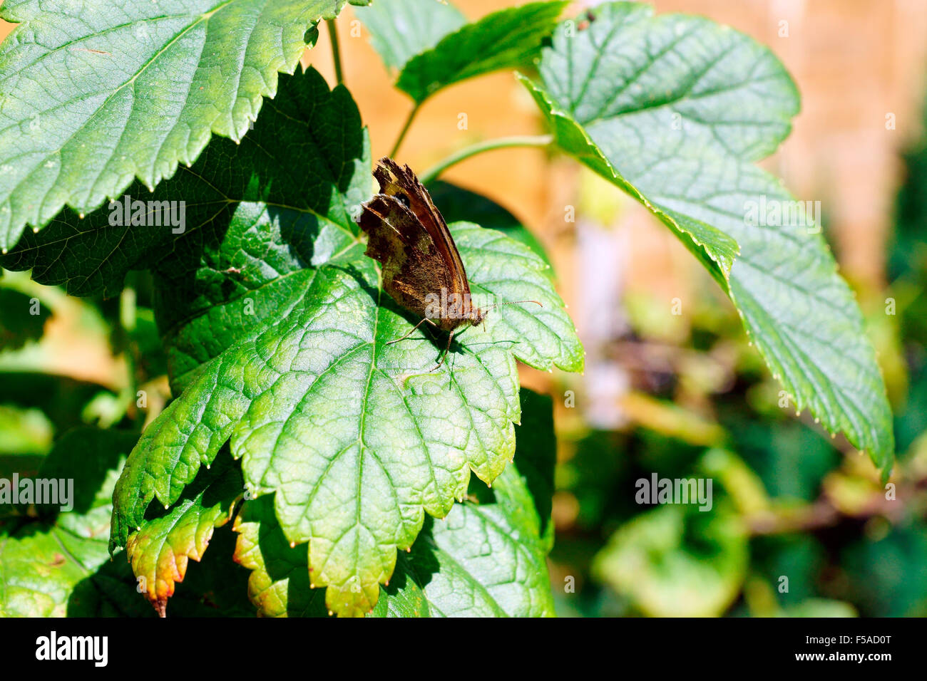 GATE KEEPER ON A BLACKCURRANT LEAF Stock Photo