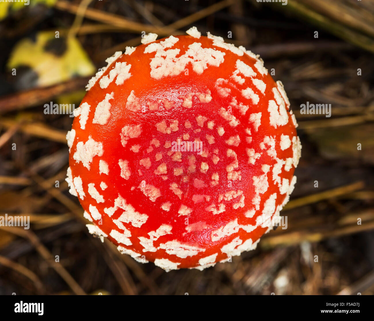 Amaníta muscária, a poisonous mushroom, growing in forest. Stock Photo