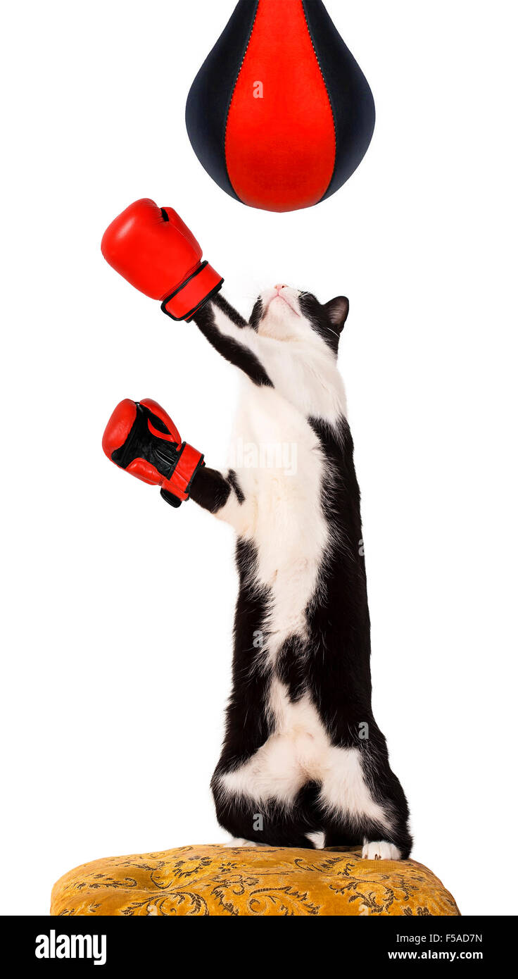 Domestic cat on a chair wearing boxing gloves Stock Photo - Alamy