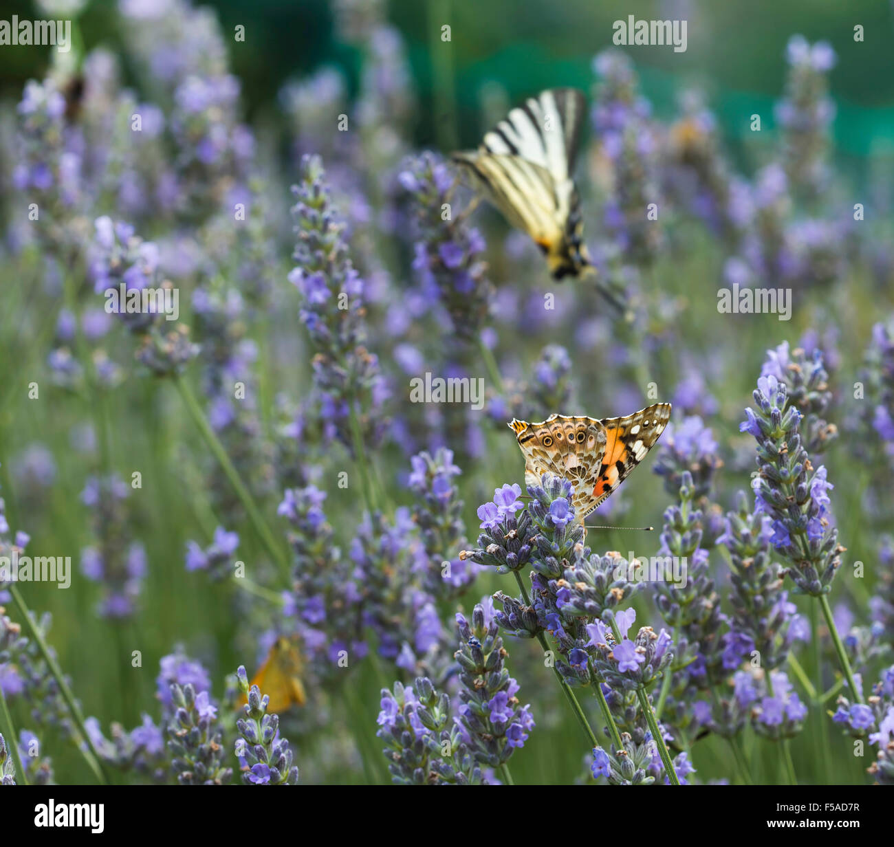 Butterfly feeding with a plant nectar Stock Photo Alamy