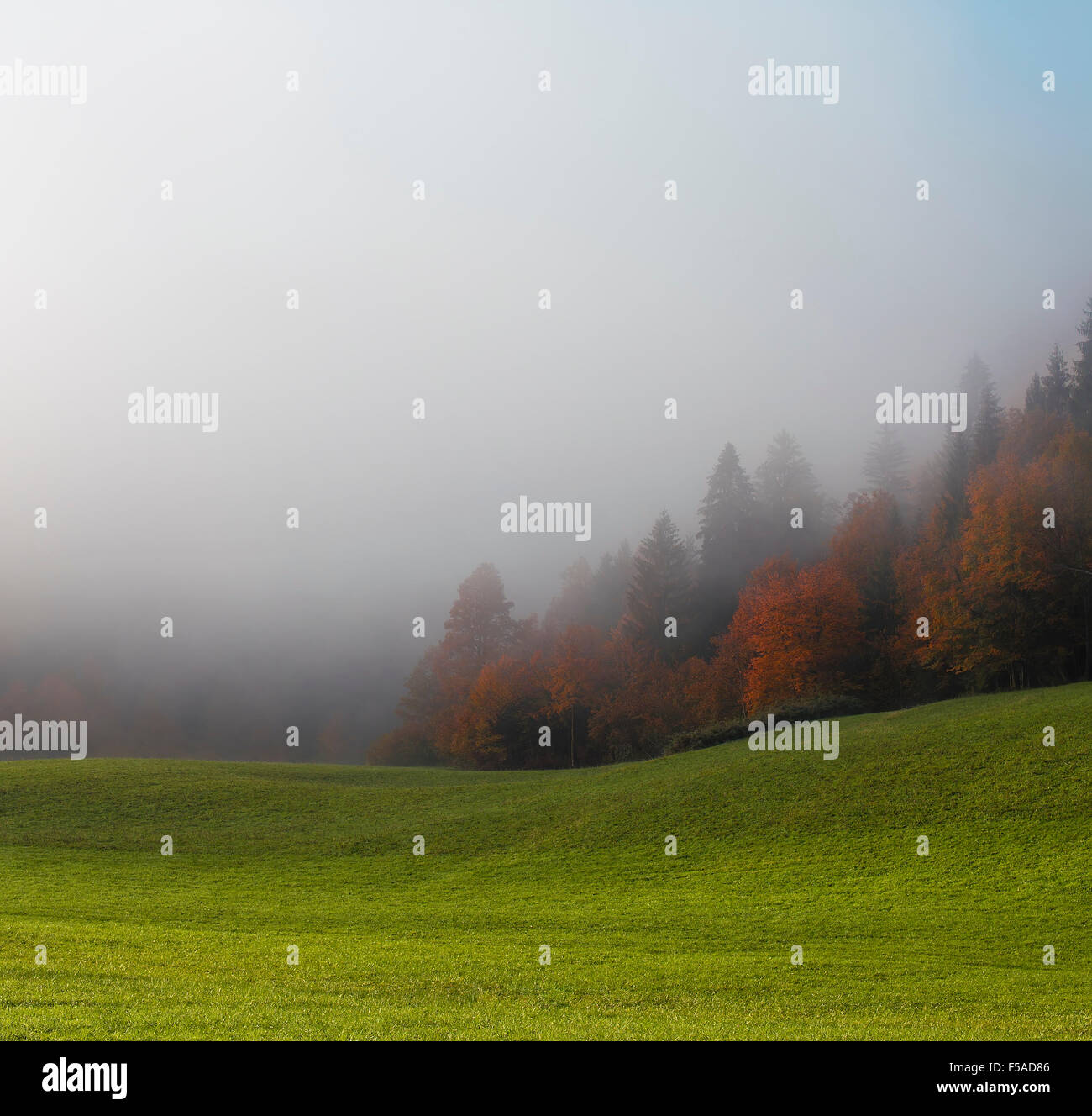 Autumn forest, with a fog, early in the morning Stock Photo - Alamy