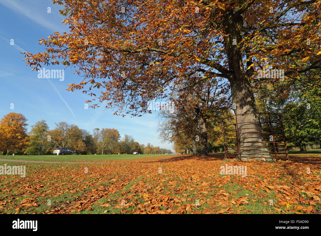 Bushy Park, SW London. 31st October 2015. Weather: The rich colours of autumn on the Chestnut Avenue in Bushy Park where the golden leaves look stunning against the blue sky, on a lovely sunny day in South East England with temperatures reaching a warm 18 degrees. Credit:  Julia Gavin UK/Alamy Live News Stock Photo