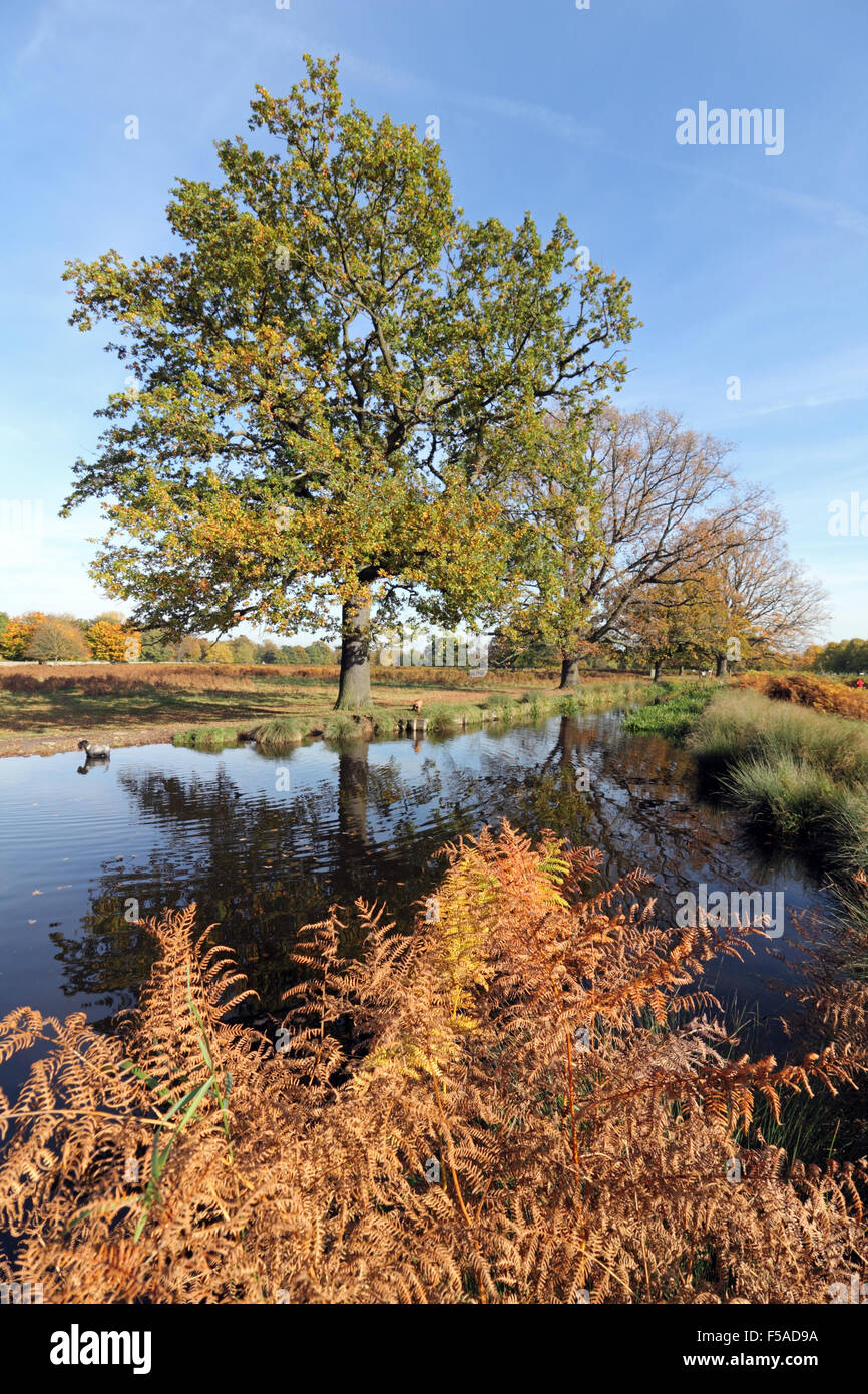 Bushy Park, SW London. 31st October 2015. Weather: The rich colours of autumn beside the Longford River in Bushy Park where the golden leaves look stunning against the blue sky, on a lovely sunny day in South East England with temperatures reaching a warm 18 degrees. Credit:  Julia Gavin UK/Alamy Live News Stock Photo