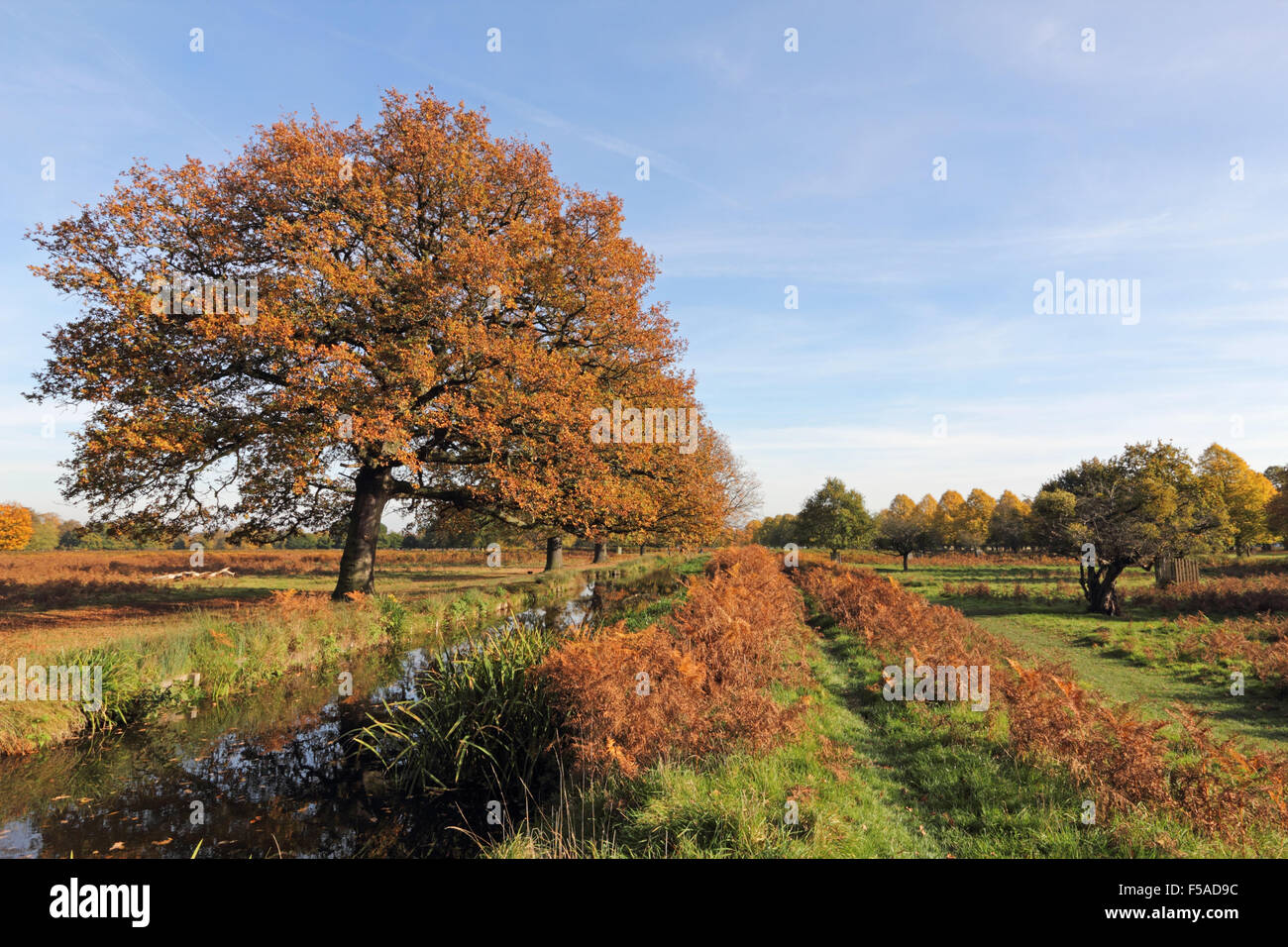 Bushy Park, SW London. 31st October 2015. Weather: The rich colours of autumn beside the Longford River in Bushy Park where the golden leaves look stunning against the blue sky, on a lovely sunny day in South East England with temperatures reaching a warm 18 degrees. Credit:  Julia Gavin UK/Alamy Live News Stock Photo