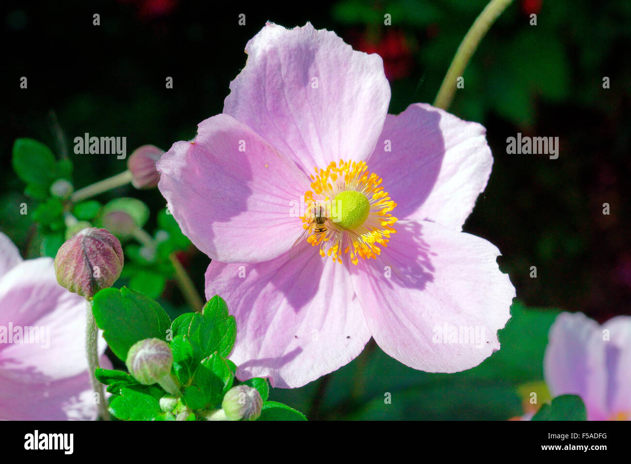 HOVERFLY ON JAPANESE ANEMONES (SEPTEMBER CHARM) Stock Photo