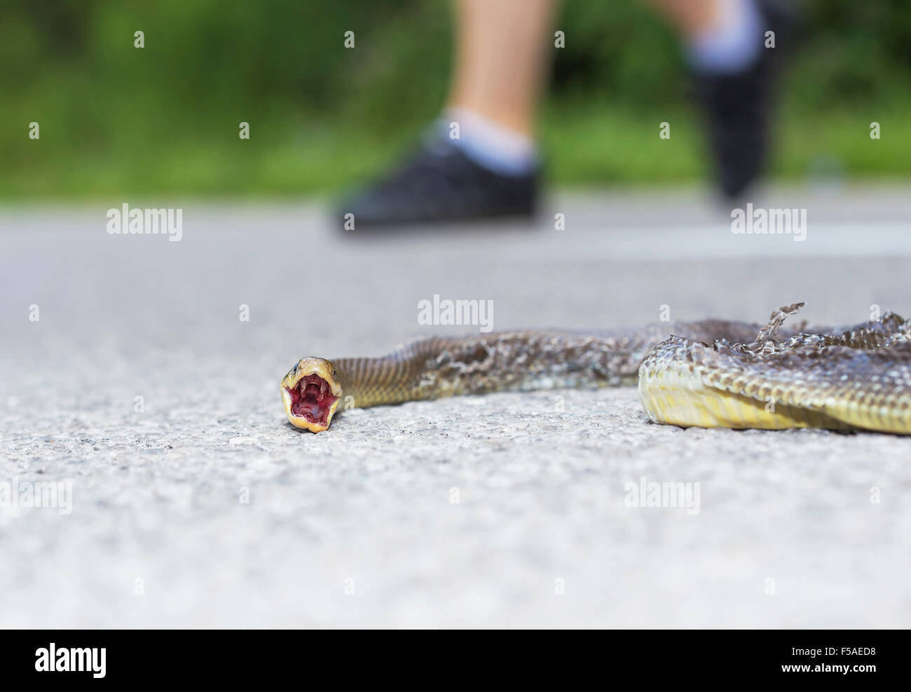 Dead snake on the road hit by a car Stock Photo Alamy