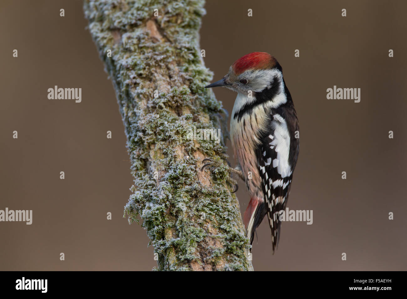 Middle spotted woodpecker, woodpeckers, Mittelspecht, Specht, Spechte, Leiopicus medius, Dendrocopos medius, Picoides medius Stock Photo