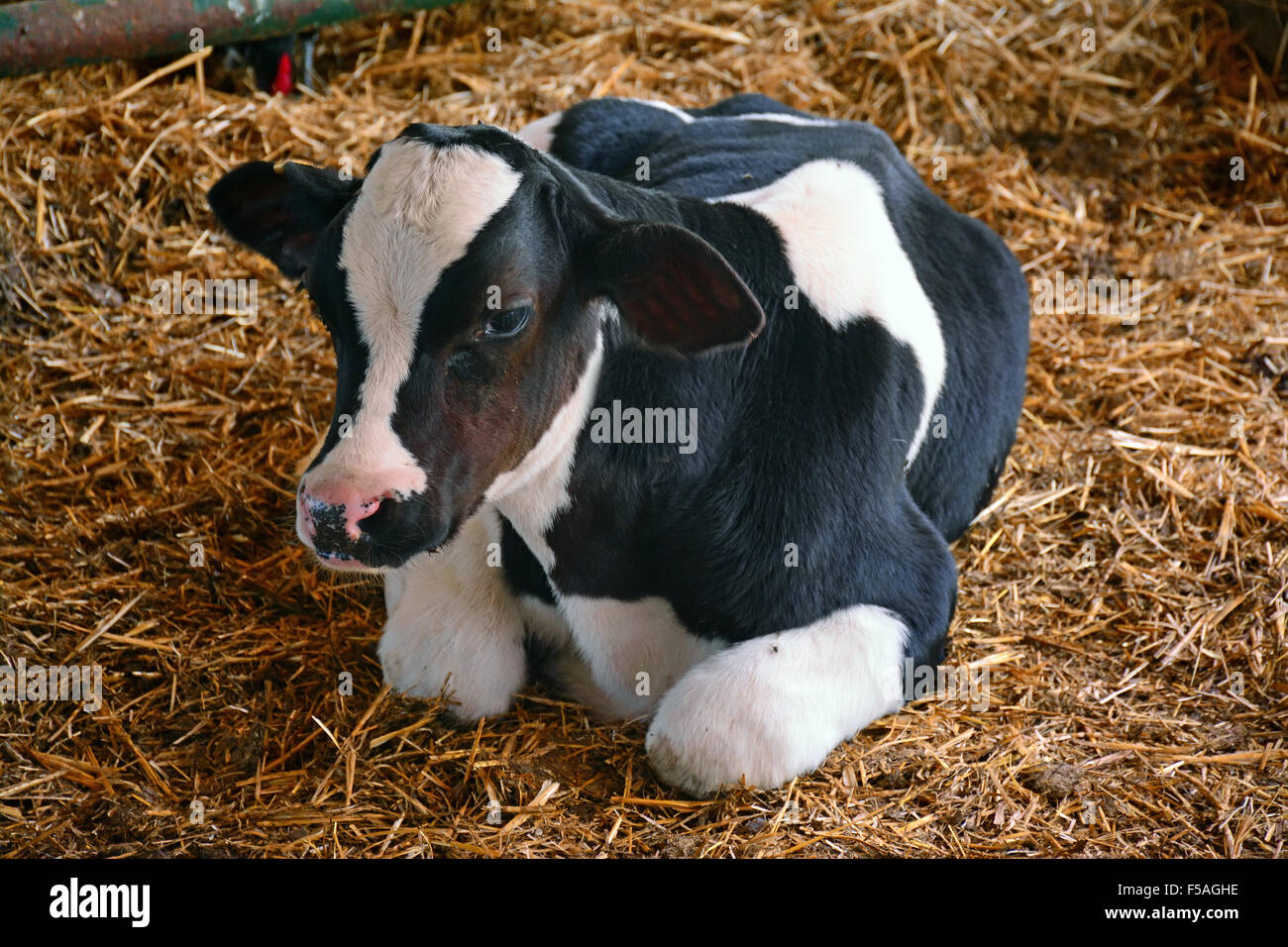 Calf,cow Stock Photo