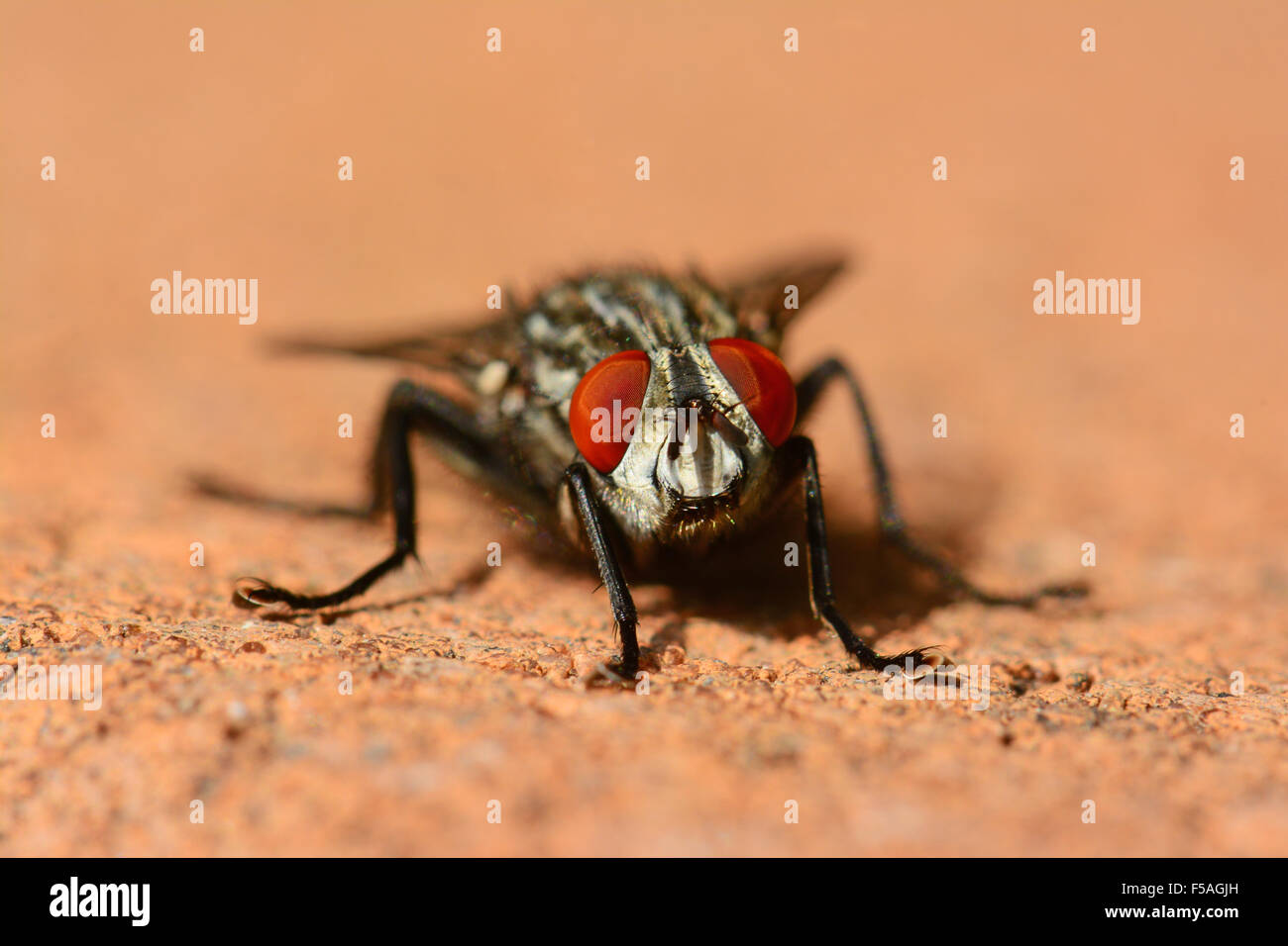 Fly red eyes Stock Photo Alamy