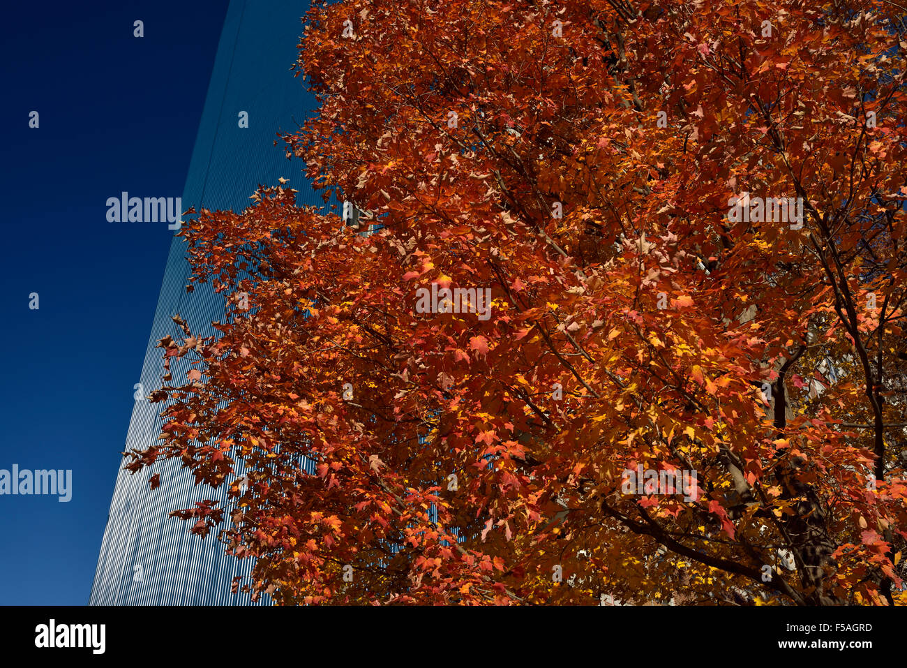 Red Maple tree in the Fall with blue cladding on highrise apartment building Stock Photo