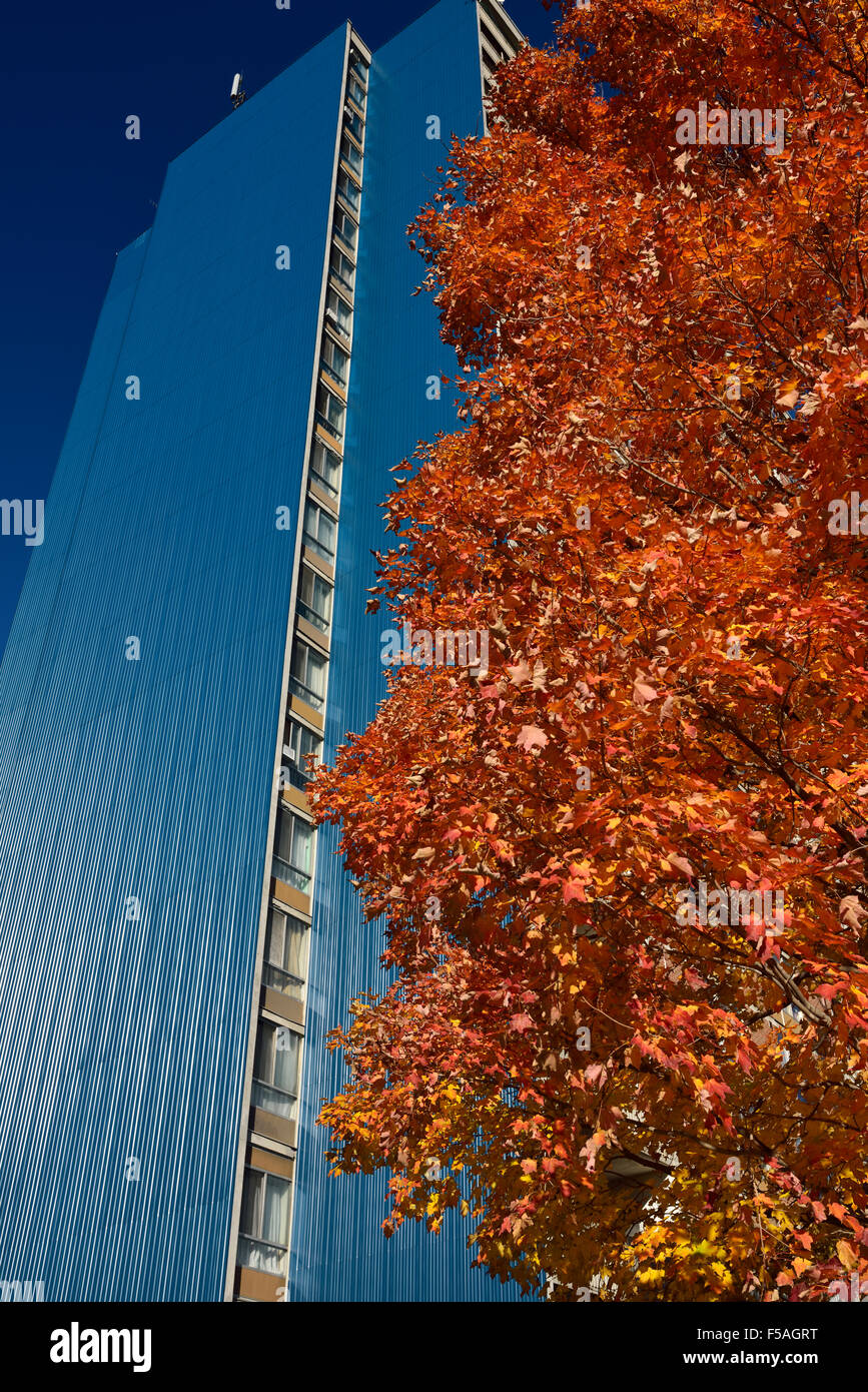 Red Maple tree in the Fall with blue corrugated steel cladding on highrise apartment building Stock Photo