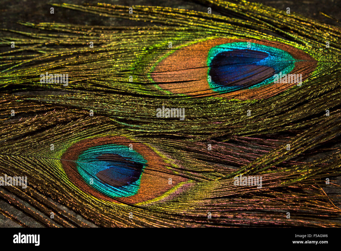 Peacock feathers with vivid colors. Stock Photo