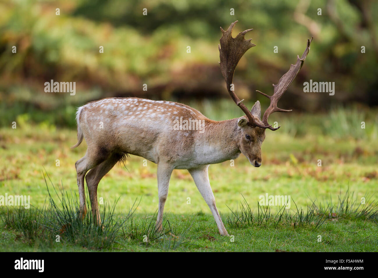 European Fallow Deer Stag (Dama dama dama) with impressive antlers roaming  in open grassland Stock Photo - Alamy