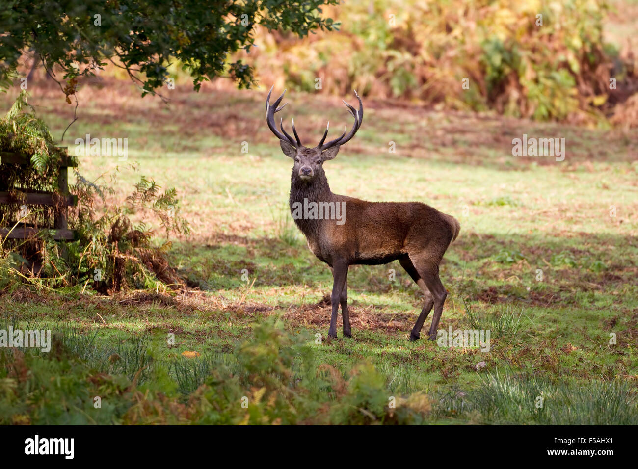 Red Deer Stag (Cervus elaphus)  in woodland surroundings and autumn colours Stock Photo