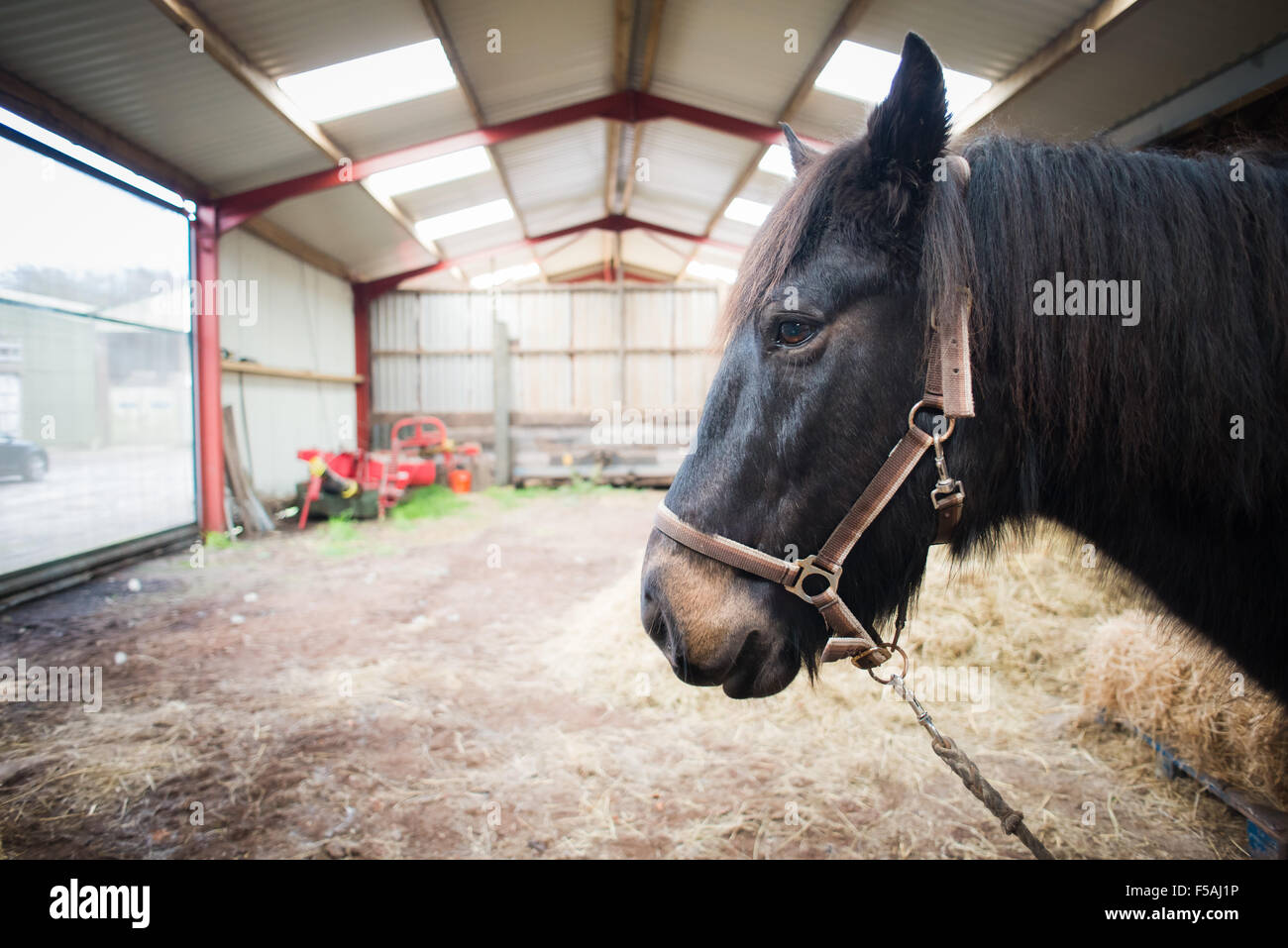 Horse head in large barn Stock Photo