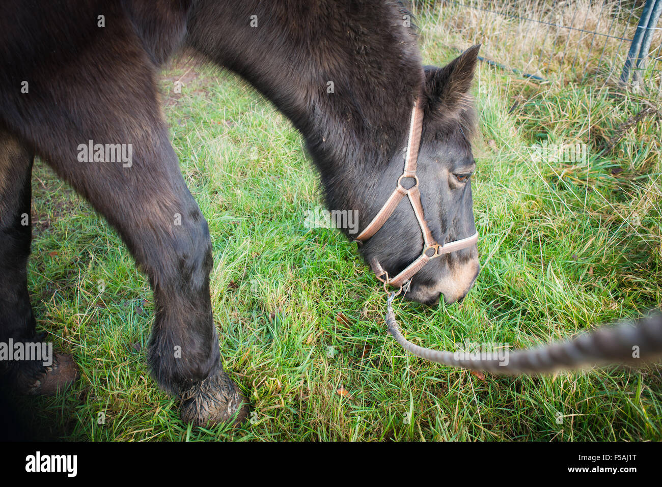 horse on lead eating grass in field. Stock Photo