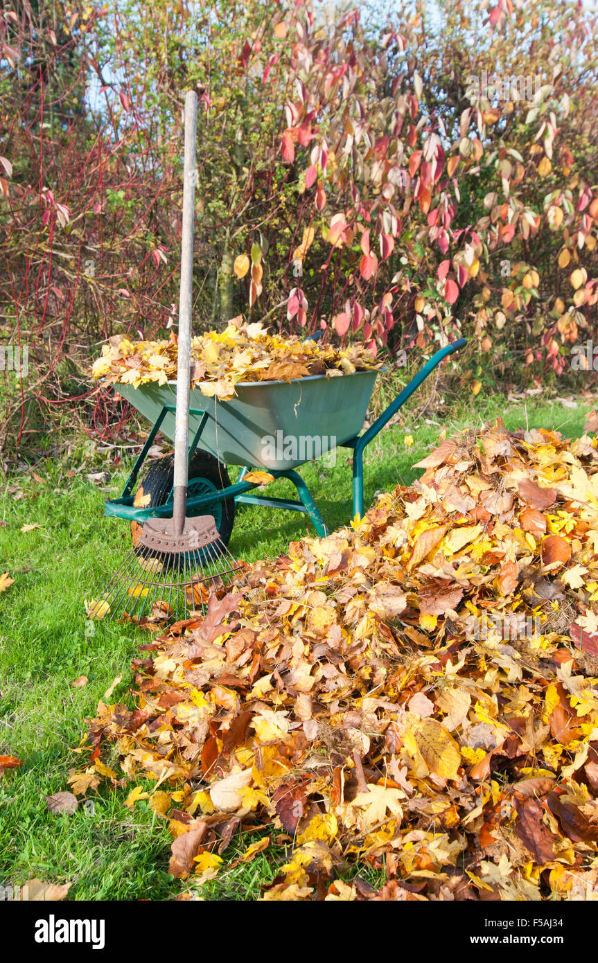 Pile of autumn leaves by rake and wheelbarrow Stock Photo