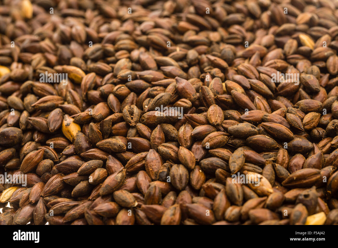Dark malted barley for brewing Stock Photo Alamy