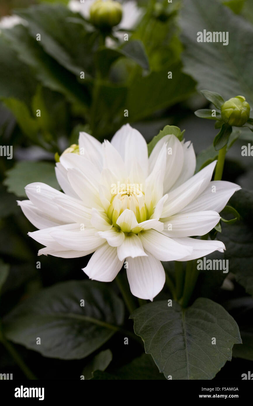 Dahlia 'Mayo' growing in an herbaceous garden border. Stock Photo