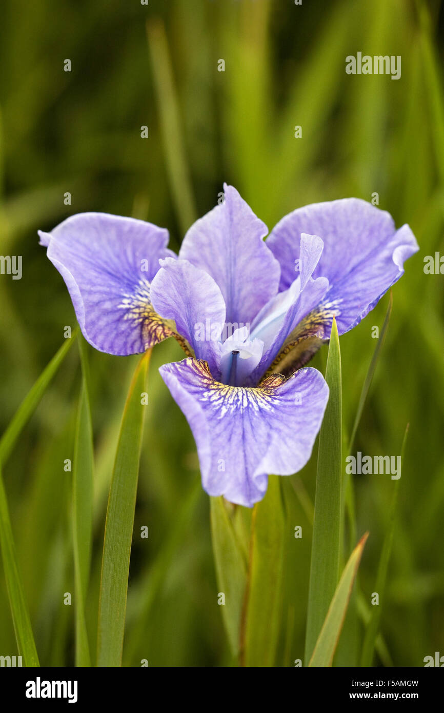 Iris sibirica 'Cambridge' flower. Stock Photo