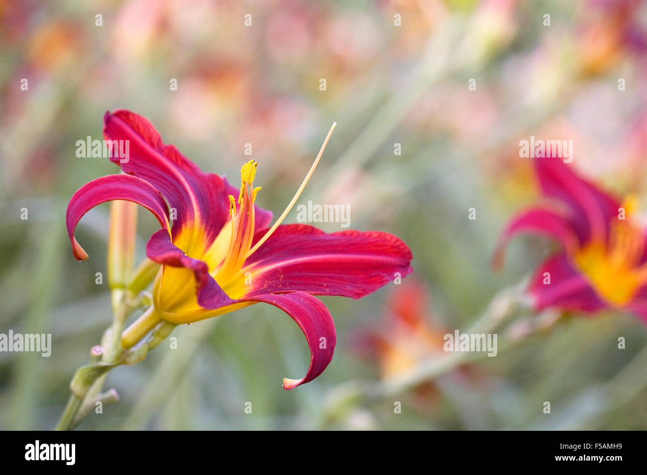Hemerocallis 'Stafford'. Deep Red Daylily flower in an herbaceous border. Stock Photo