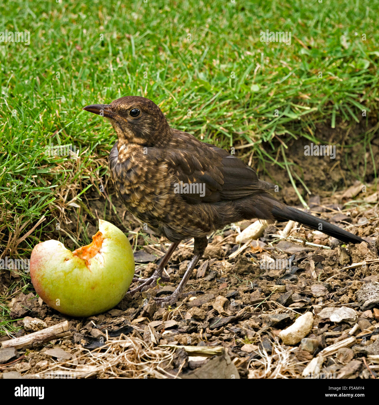 Juvenile English Common Blackbird (Turdus Merula) eating windfall apple, UK. Stock Photo