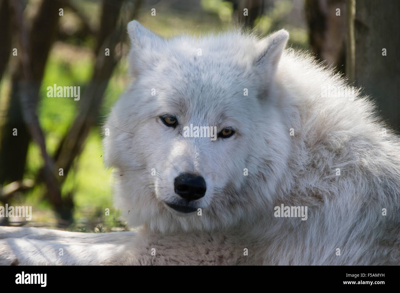 Five Sisters Zoo, Polbeth, Livingstone, Scotland. Arctic wolf Stock ...