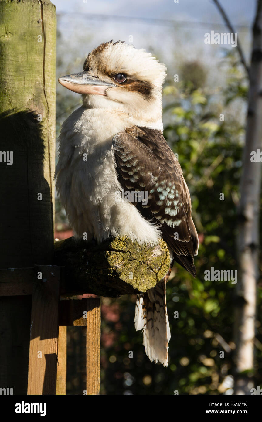 Five sisters zoo park hi-res stock photography and images - Alamy