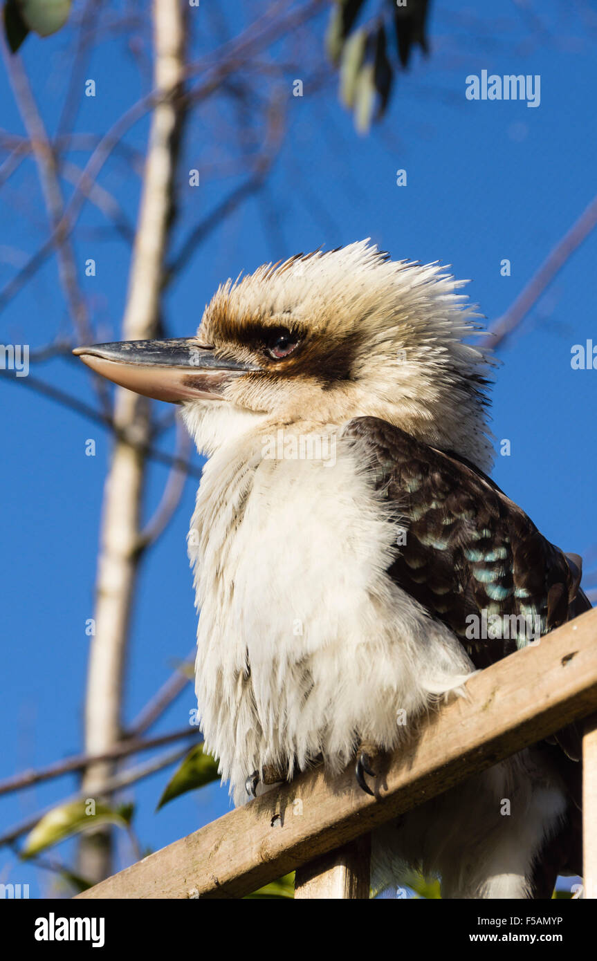Five sisters zoo park hi-res stock photography and images - Alamy