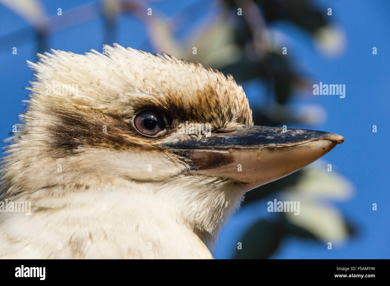 Five Sisters Zoo Park High Resolution Stock Photography and Images - Alamy