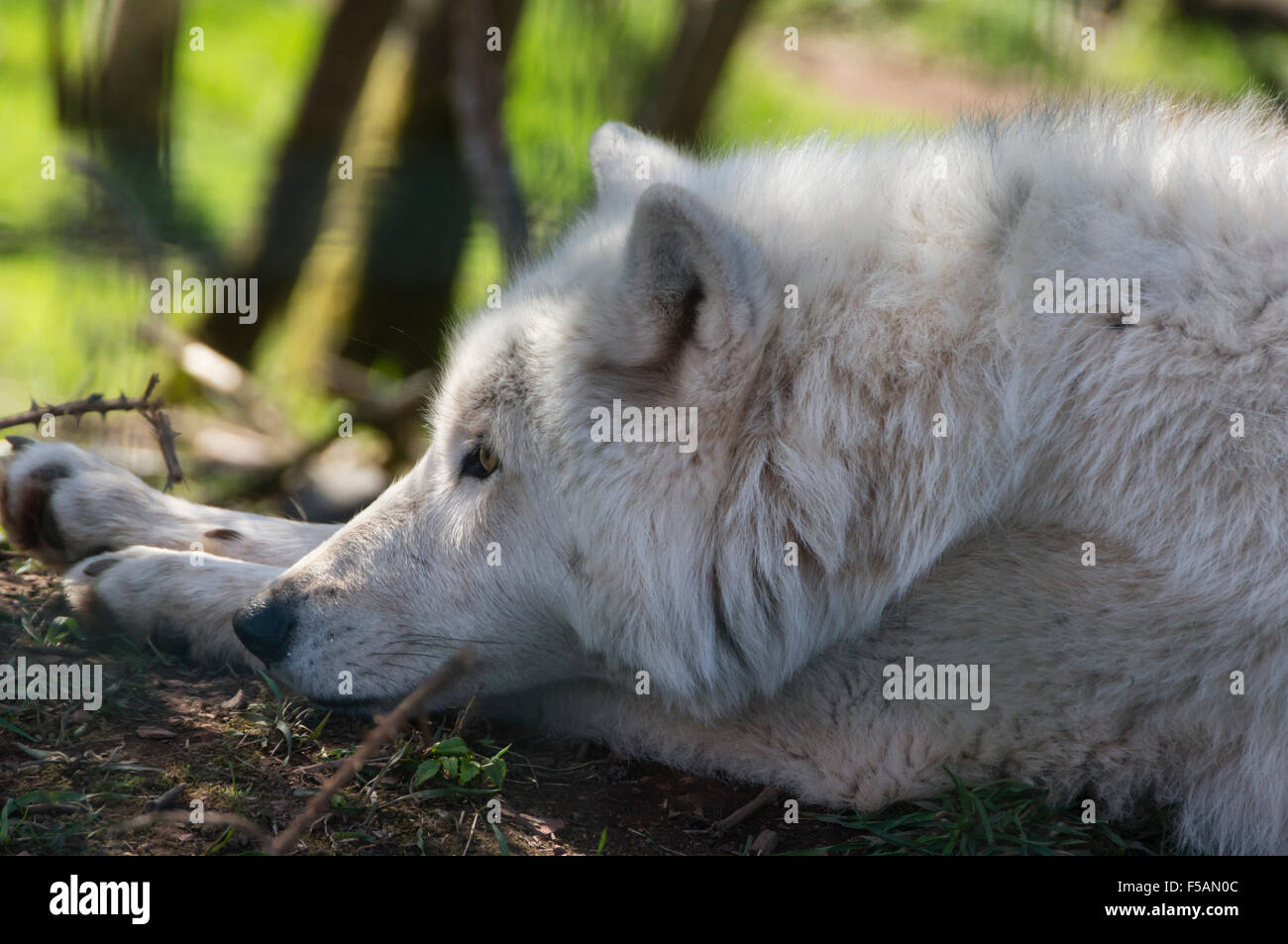 Five sisters zoo hi-res stock photography and images - Alamy